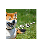 柴犬 Shiba Inu（個別スタンプ：2）