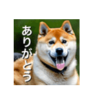 柴犬 Shiba Inu（個別スタンプ：3）