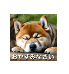 柴犬 Shiba Inu（個別スタンプ：6）