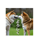 柴犬 Shiba Inu（個別スタンプ：7）