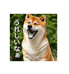 柴犬 Shiba Inu（個別スタンプ：8）