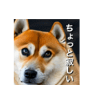 柴犬 Shiba Inu（個別スタンプ：10）