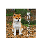 柴犬 Shiba Inu（個別スタンプ：11）