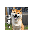 柴犬 Shiba Inu（個別スタンプ：12）