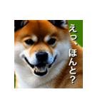 柴犬 Shiba Inu（個別スタンプ：13）