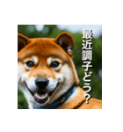 柴犬 Shiba Inu（個別スタンプ：16）