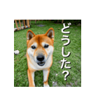 柴犬 Shiba Inu（個別スタンプ：17）