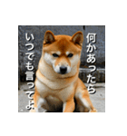 柴犬 Shiba Inu（個別スタンプ：19）