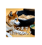 柴犬 Shiba Inu（個別スタンプ：20）