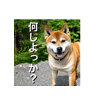 柴犬 Shiba Inu（個別スタンプ：21）