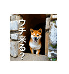 柴犬 Shiba Inu（個別スタンプ：23）