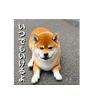 柴犬 Shiba Inu（個別スタンプ：24）