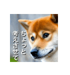 柴犬 Shiba Inu（個別スタンプ：25）