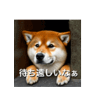 柴犬 Shiba Inu（個別スタンプ：26）