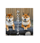 柴犬 Shiba Inu（個別スタンプ：27）