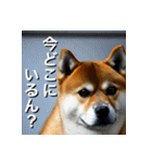 柴犬 Shiba Inu（個別スタンプ：30）