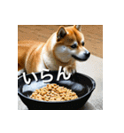 柴犬 Shiba Inu（個別スタンプ：32）