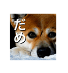 柴犬 Shiba Inu（個別スタンプ：36）