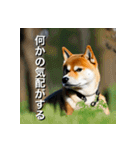 柴犬 Shiba Inu（個別スタンプ：37）