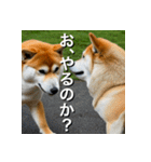 柴犬 Shiba Inu（個別スタンプ：40）