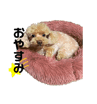 かわちぃモコスタンプ（個別スタンプ：3）