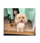 かわちぃモコスタンプ（個別スタンプ：7）
