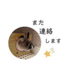 我が家のなかまたち2（個別スタンプ：15）