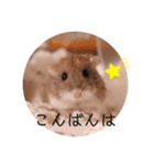 我が家のなかまたち2（個別スタンプ：28）