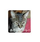 家猫5匹暮らし！    2（個別スタンプ：5）