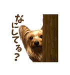 ヨーキーにこの毎日にこにこ（個別スタンプ：1）