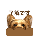 ヨーキーにこの毎日にこにこ（個別スタンプ：2）