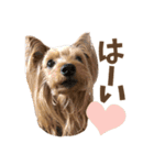 ヨーキーにこの毎日にこにこ（個別スタンプ：4）