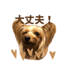 ヨーキーにこの毎日にこにこ（個別スタンプ：5）