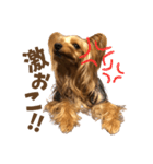 ヨーキーにこの毎日にこにこ（個別スタンプ：8）