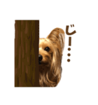 ヨーキーにこの毎日にこにこ（個別スタンプ：13）