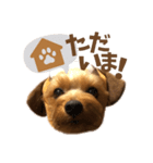 ヨーキーにこの毎日にこにこ（個別スタンプ：16）