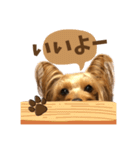 ヨーキーにこの毎日にこにこ（個別スタンプ：20）