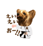 ヨーキーにこの毎日にこにこ（個別スタンプ：22）