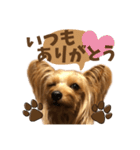 ヨーキーにこの毎日にこにこ（個別スタンプ：23）