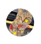 野良猫ちゃん、ぺっと（個別スタンプ：26）