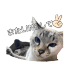 野良猫ちゃん、ぺっと（個別スタンプ：34）