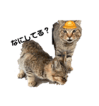 野良猫ちゃん、ぺっと（個別スタンプ：38）