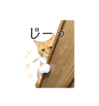 愉快な猫スタンプ〜亀もいるよ〜（個別スタンプ：1）