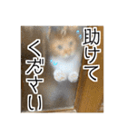 愉快な猫スタンプ〜亀もいるよ〜（個別スタンプ：4）