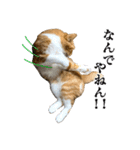 愉快な猫スタンプ〜亀もいるよ〜（個別スタンプ：6）
