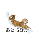 愉快な猫スタンプ〜亀もいるよ〜（個別スタンプ：7）