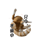 愉快な猫スタンプ〜亀もいるよ〜（個別スタンプ：9）