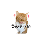 愉快な猫スタンプ〜亀もいるよ〜（個別スタンプ：10）