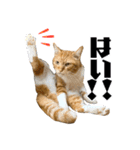 愉快な猫スタンプ〜亀もいるよ〜（個別スタンプ：11）