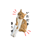 愉快な猫スタンプ〜亀もいるよ〜（個別スタンプ：12）